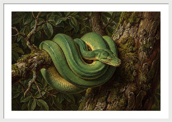 Green Tree Python Coiled In Nature