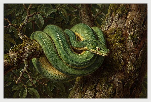 Green Tree Python Coiled In Nature
