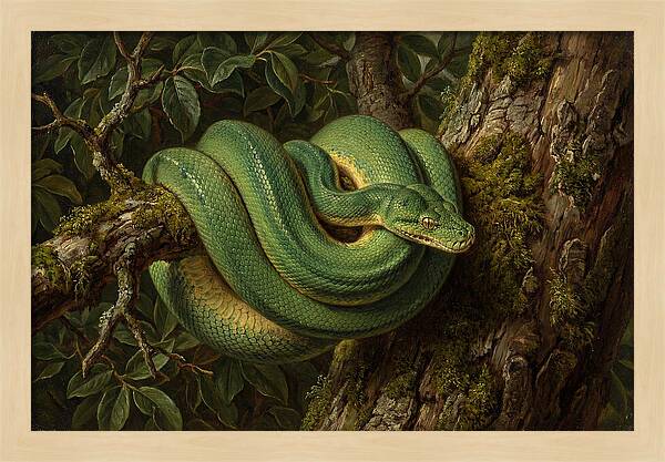 Green Tree Python Coiled In Nature