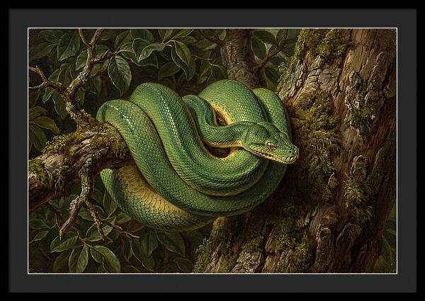 Green Tree Python Coiled In Nature