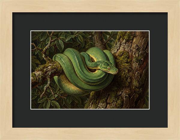 Green Tree Python Coiled In Nature