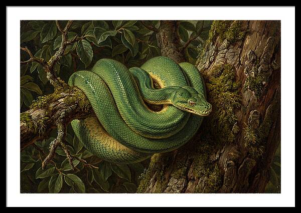 Green Tree Python Coiled In Nature