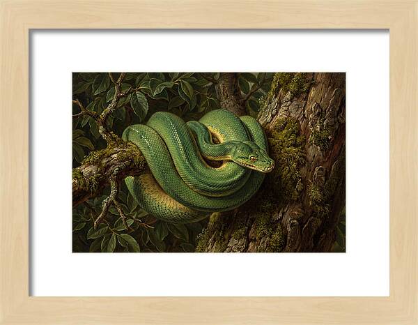 Green Tree Python Coiled In Nature