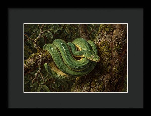 Green Tree Python Coiled In Nature