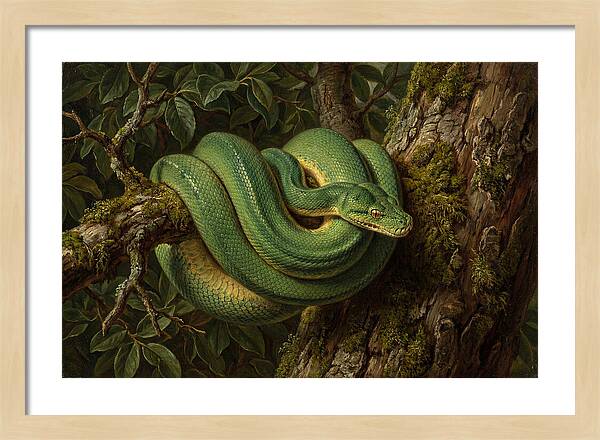 Green Tree Python Coiled In Nature