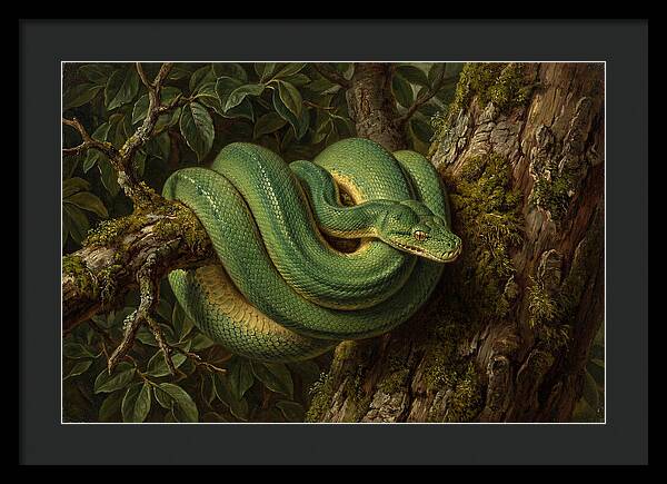 Green Tree Python Coiled In Nature