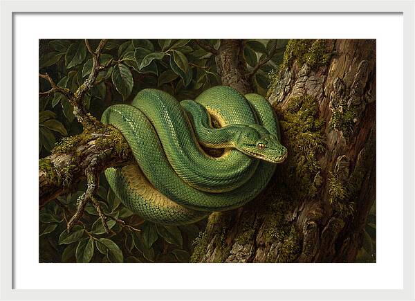 Green Tree Python Coiled In Nature
