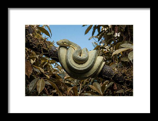 Green Tree Python Coiled On Branch