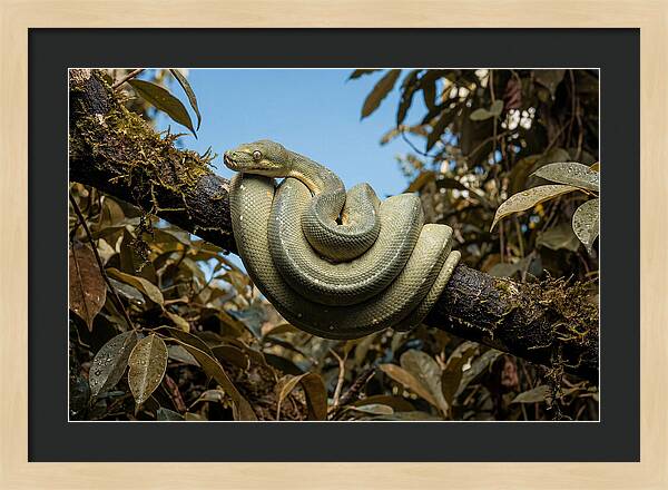 Green Tree Python Coiled On Branch