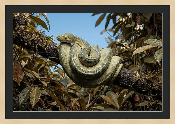 Green Tree Python Coiled On Branch