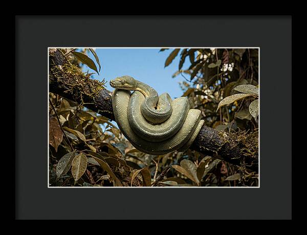 Green Tree Python Coiled On Branch
