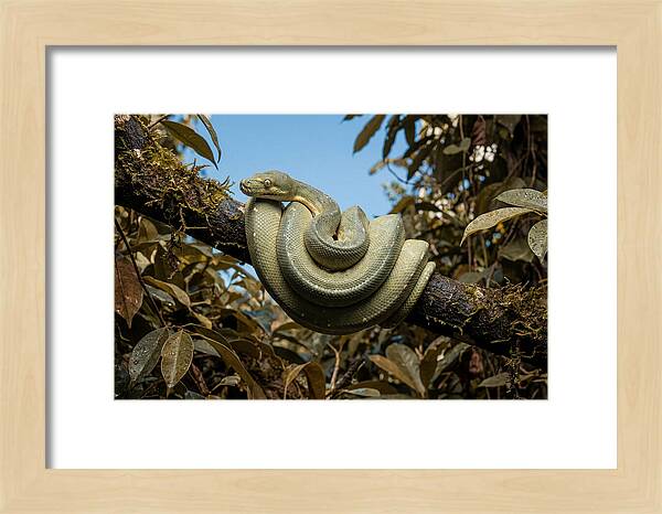 Green Tree Python Coiled On Branch