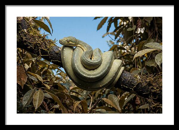 Green Tree Python Coiled On Branch