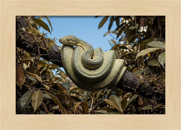 Green Tree Python Coiled On Branch