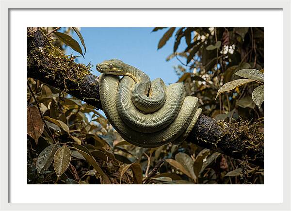 Green Tree Python Coiled On Branch