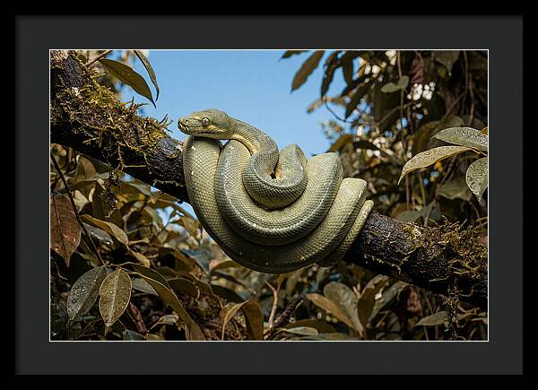 Green Tree Python Coiled On Branch