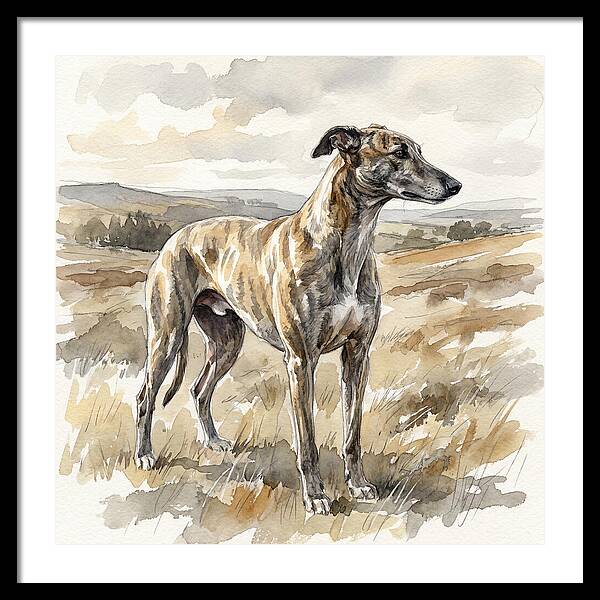 Greyhound In Nature