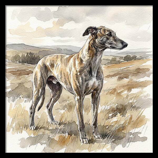 Greyhound In Nature