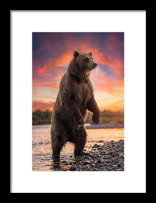 Grizzly Bear At Sunset