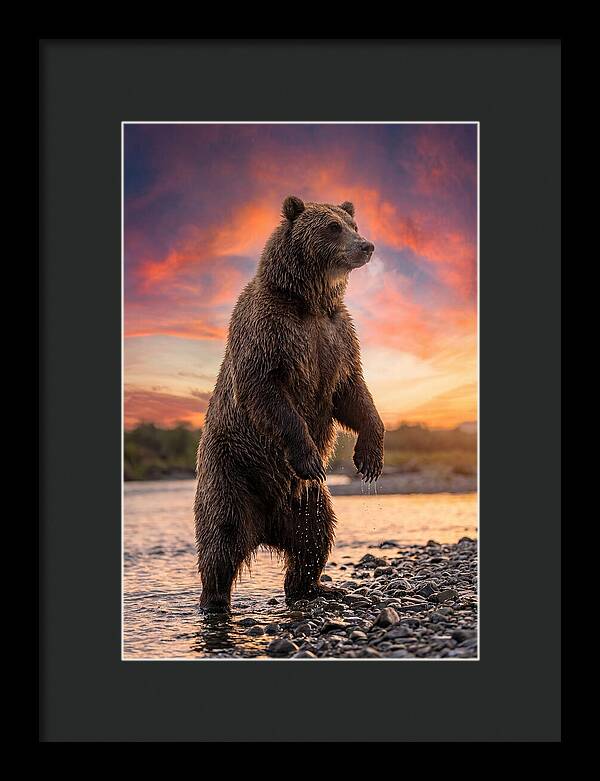 Grizzly Bear At Sunset