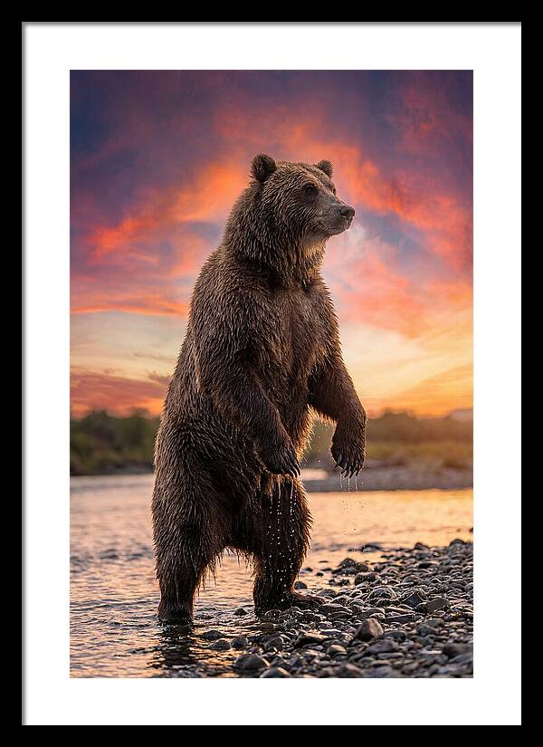 Grizzly Bear At Sunset