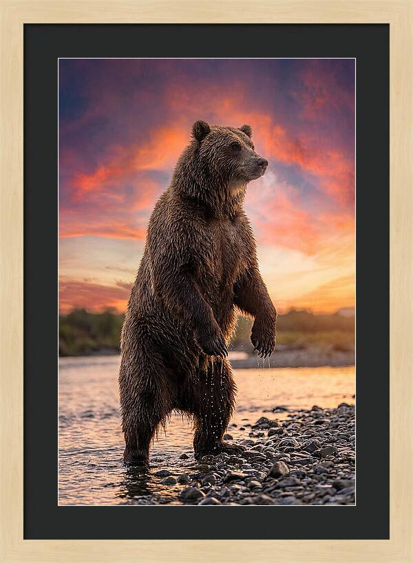 Grizzly Bear At Sunset