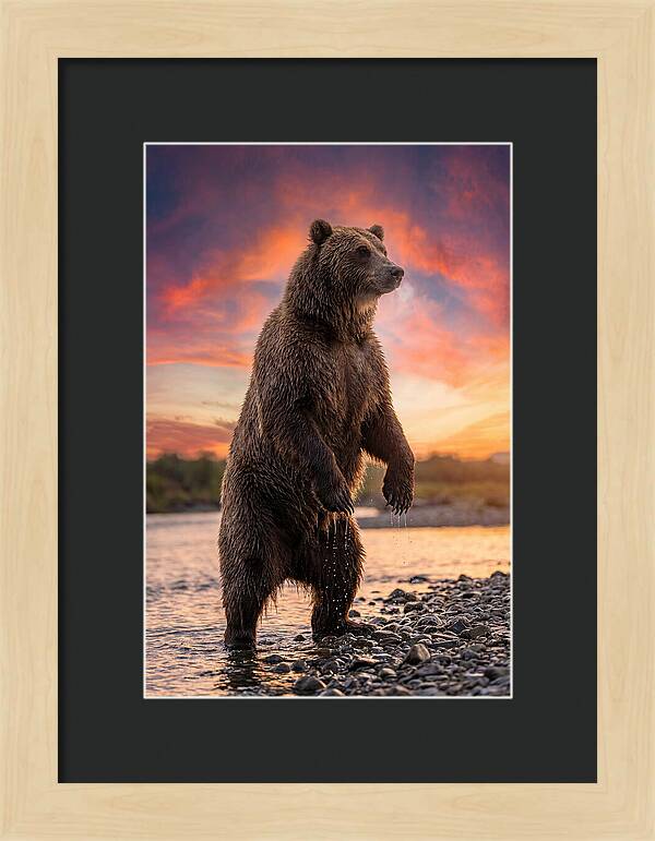 Grizzly Bear At Sunset