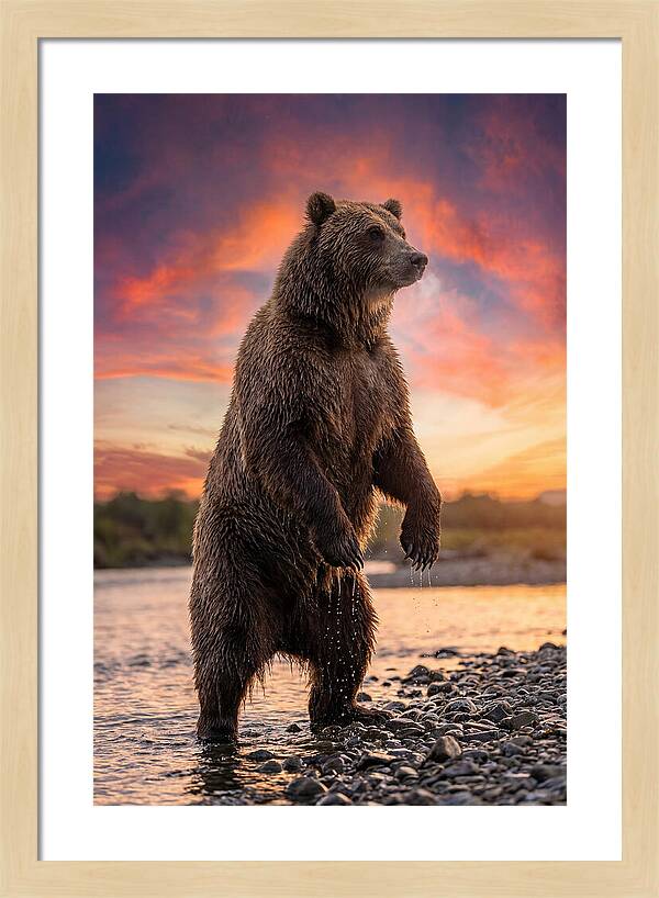 Grizzly Bear At Sunset