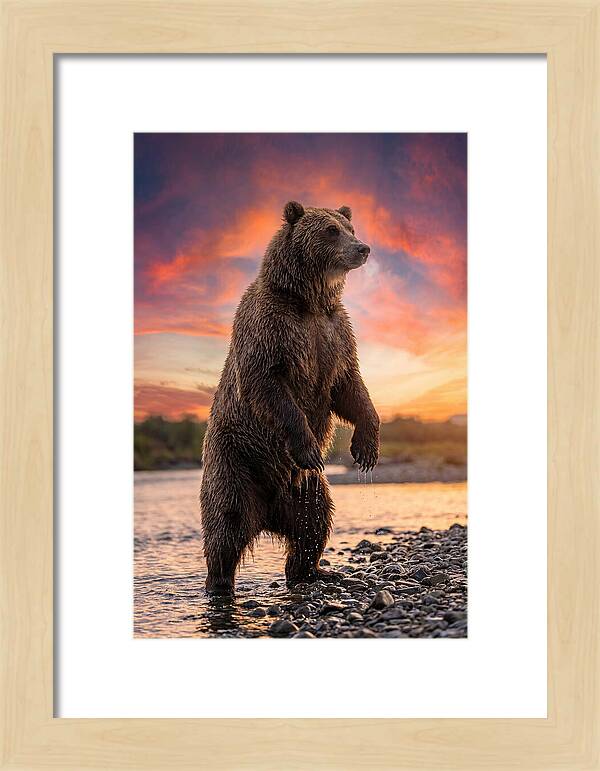 Grizzly Bear At Sunset