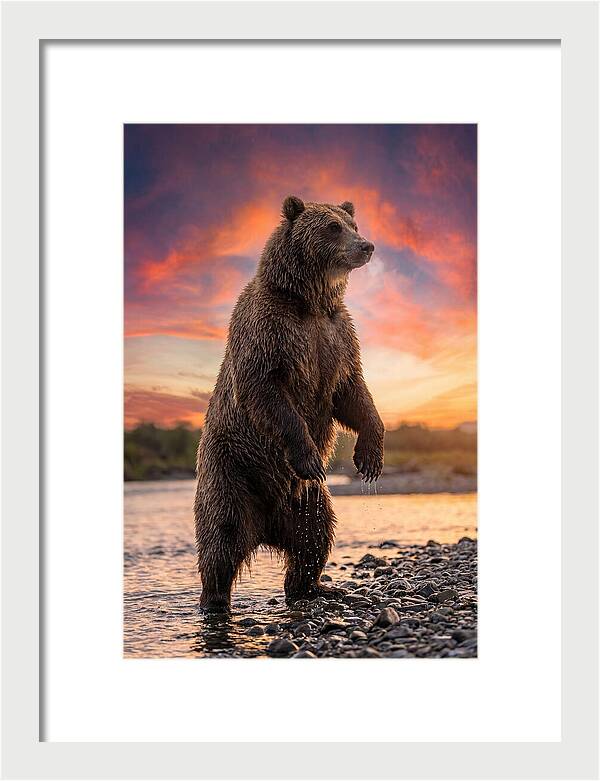 Grizzly Bear At Sunset