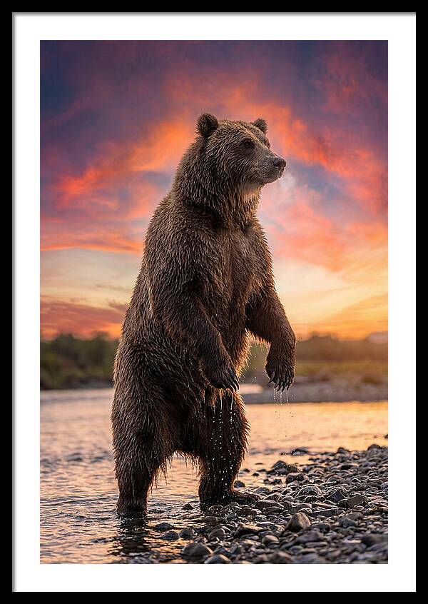 Grizzly Bear At Sunset