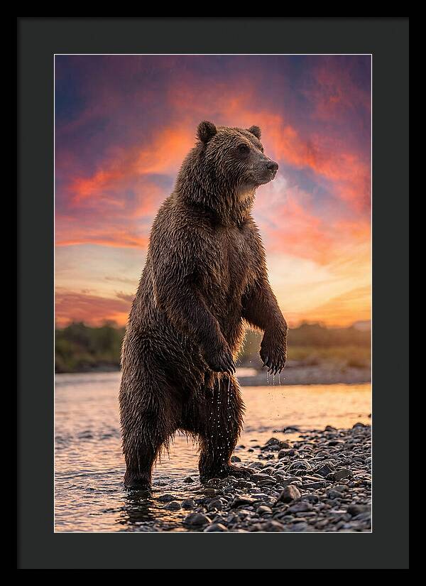 Grizzly Bear At Sunset