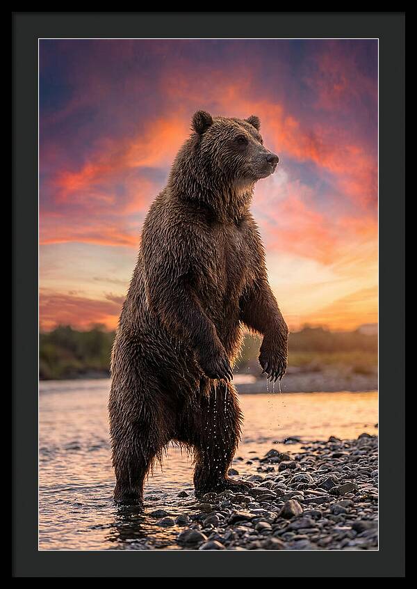 Grizzly Bear At Sunset
