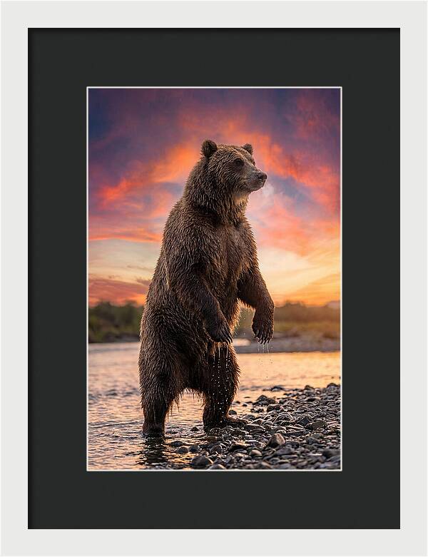 Grizzly Bear At Sunset