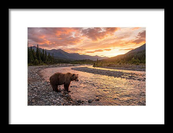 Grizzly Bear By The River At Sunset