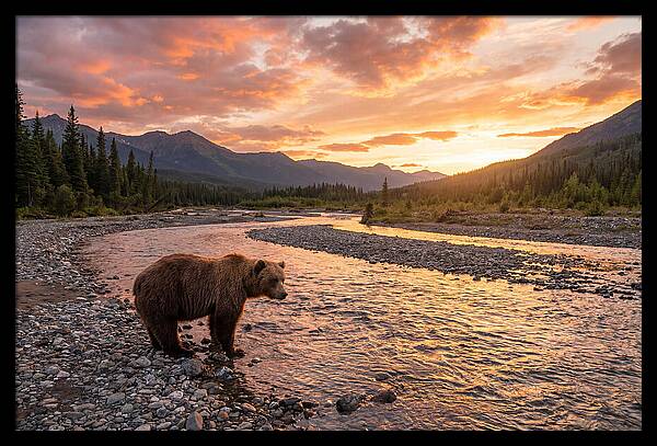 Grizzly Bear By The River At Sunset