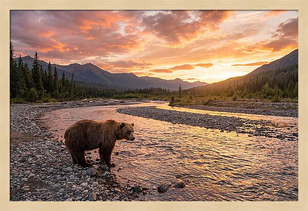 Grizzly Bear By The River At Sunset