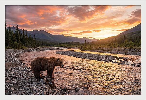 Grizzly Bear By The River At Sunset