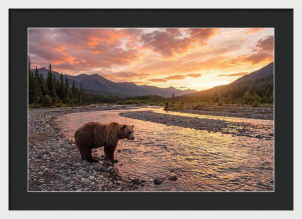Grizzly Bear By The River At Sunset