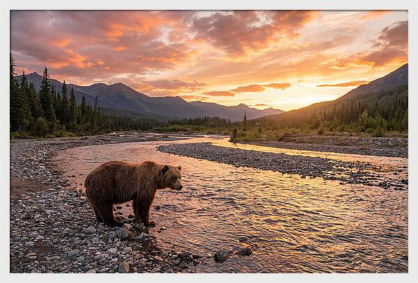 Grizzly Bear By The River At Sunset