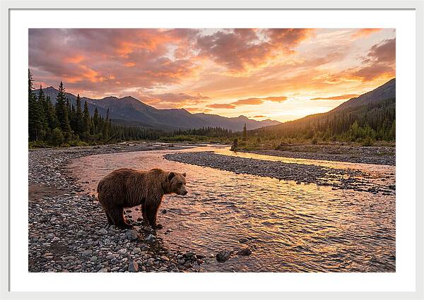 Grizzly Bear By The River At Sunset