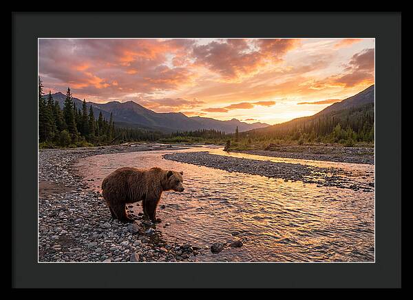 Grizzly Bear By The River At Sunset