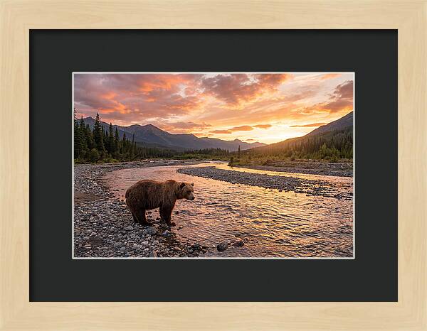 Grizzly Bear By The River At Sunset
