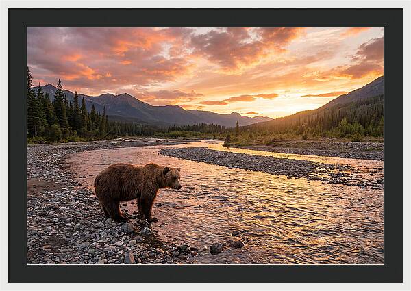 Grizzly Bear By The River At Sunset