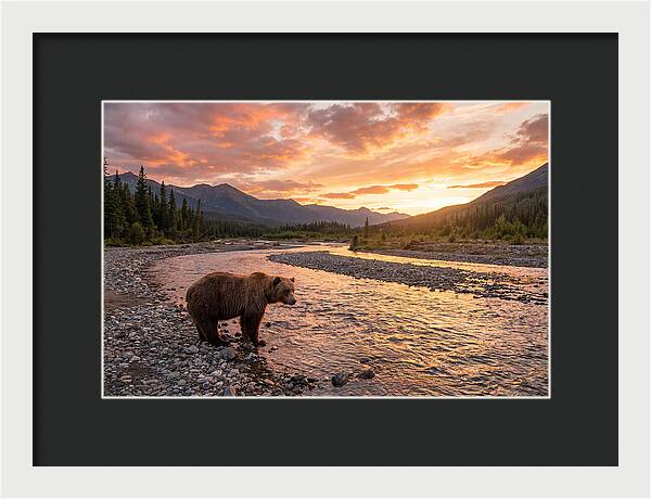 Grizzly Bear By The River At Sunset
