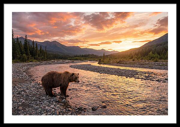 Grizzly Bear By The River At Sunset