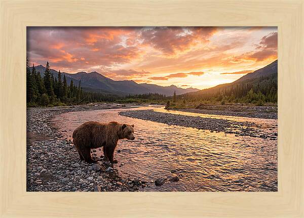Grizzly Bear By The River At Sunset