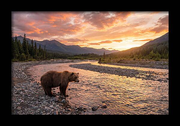 Grizzly Bear By The River At Sunset