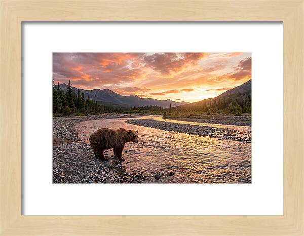 Grizzly Bear By The River At Sunset