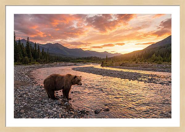 Grizzly Bear By The River At Sunset